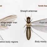 Cen-Tex Pest Control - photo 1