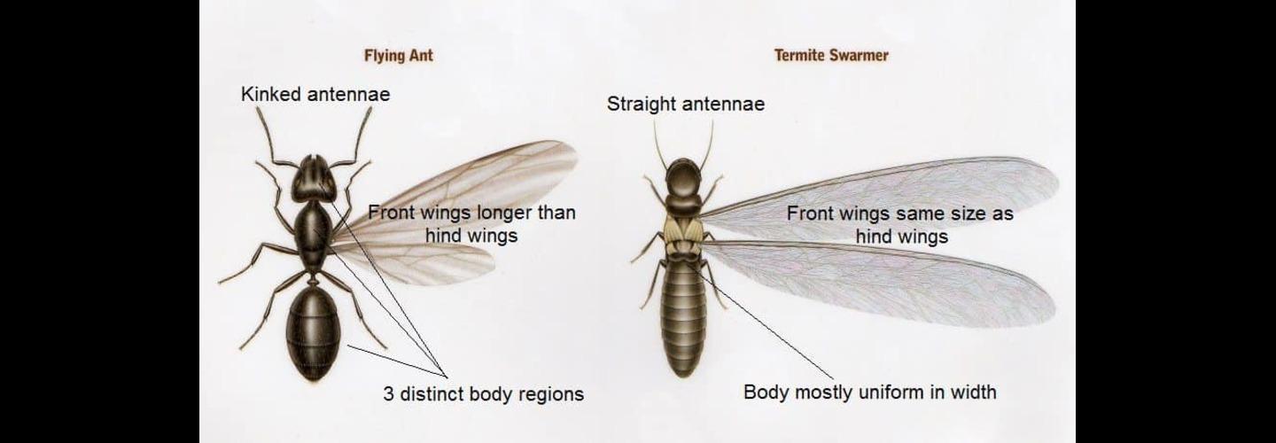 Cen-Tex Pest Control cover photo