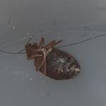 Pest Control Ayrshire - photo 2