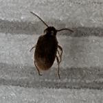 Pest Control Ayrshire - photo 3