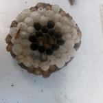 Pest Control Ayrshire - photo 5