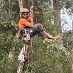 TreeForce QLD - photo 4