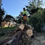 TreeForce QLD - photo 5