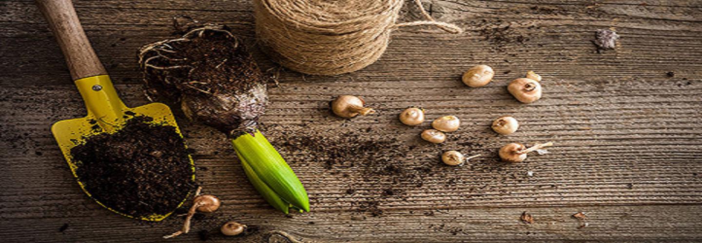 Leaf of Faith SA cover photo