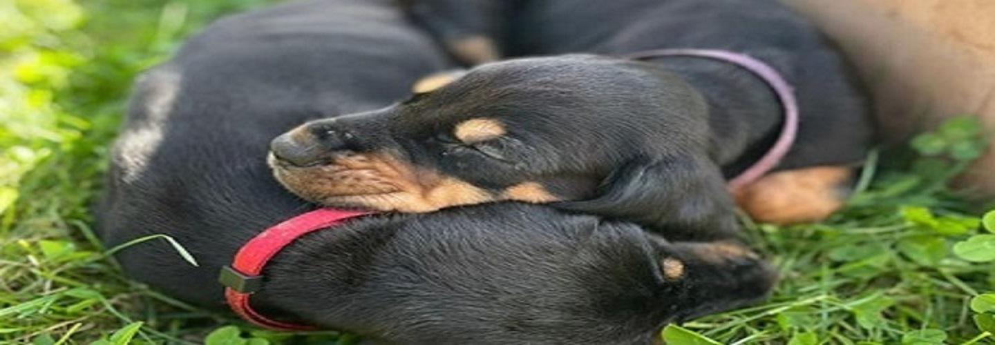 Wragby Grange Daycare cover photo