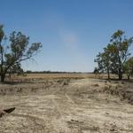 Arborist Services, LLC - Hawaii - photo 1