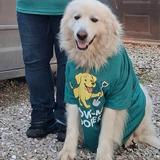 Show-Me Scoopers Pooper Scooper  - Pet Waste Removal in Morrisville