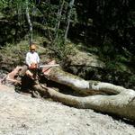 Golden State Tree Service - photo 2