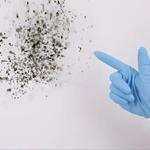 Prime Mold Inspection South Gate - photo 1