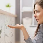 Prime Mold Inspection South Gate - photo 2