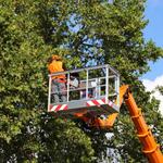 Clean Cut Lawn Care - photo 4