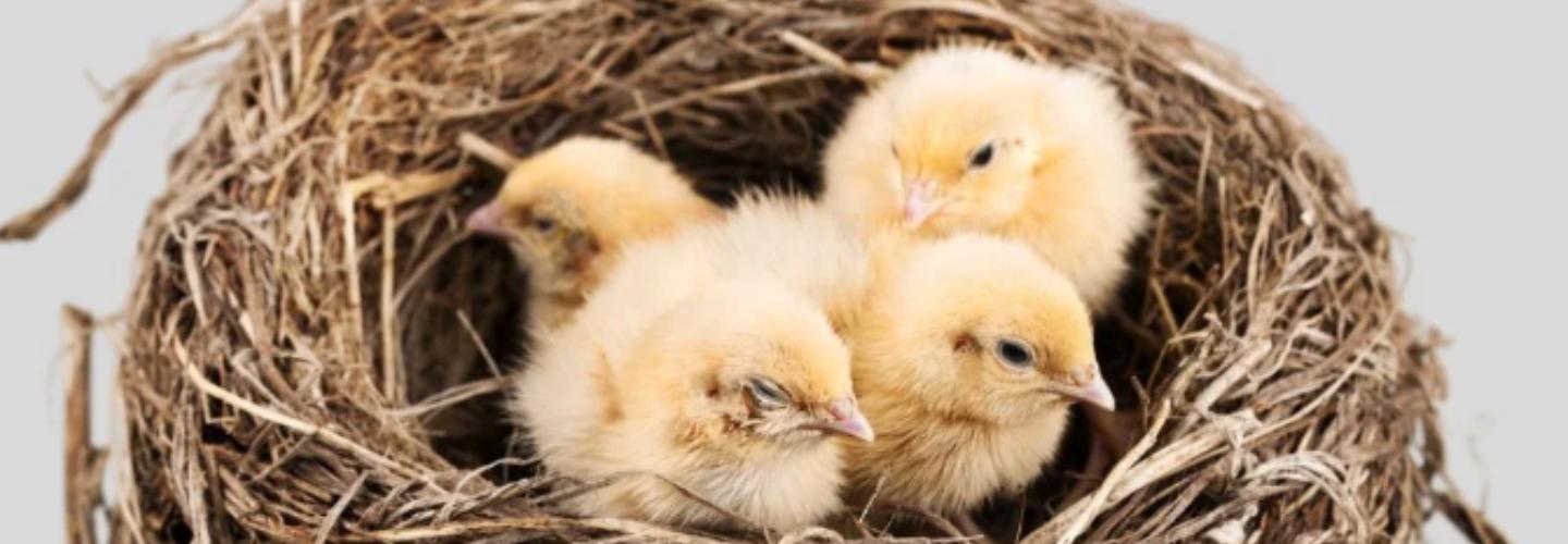 GROW CHICKEN cover photo