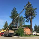 Blake's Tree Service LLC - photo 2