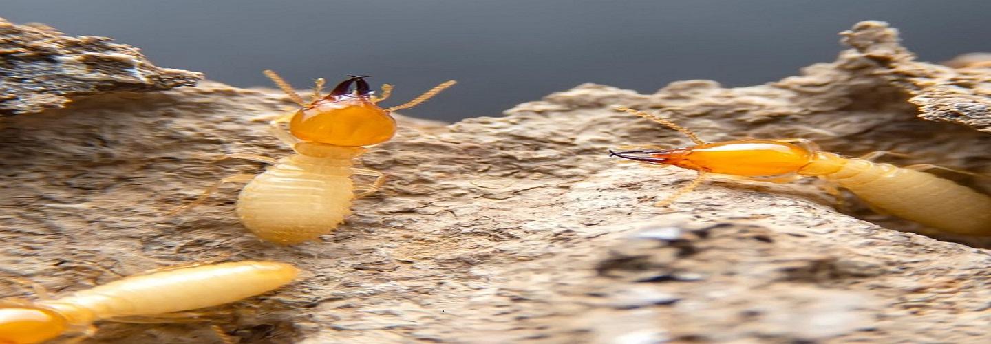 Flatline Pest Control - Pest Control Long Jetty cover photo