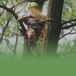 Benton Tree Service LLC - photo 4