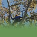 Benton Tree Service LLC - photo 5