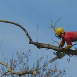 Benton Tree Service LLC - photo 6