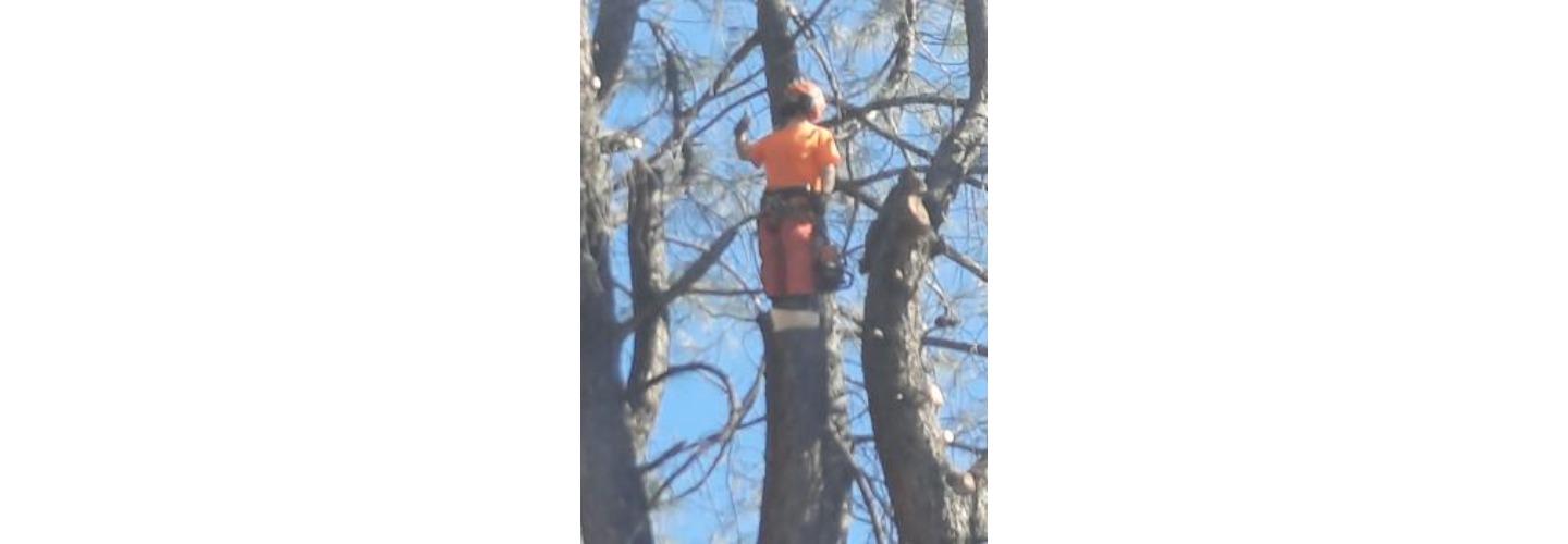 Easy Does It Tree Service cover photo