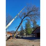 Easy Does It Tree Service - photo 2