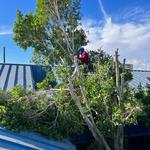 Phoenix Tree Trimming  - photo 2