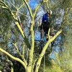 Phoenix Tree Trimming  - photo 3