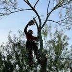 Phoenix Tree Trimming  - photo 4