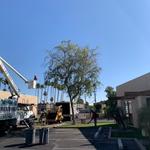 Phoenix Tree Trimming  - photo 5