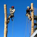 Phoenix Tree Trimming  - photo 6