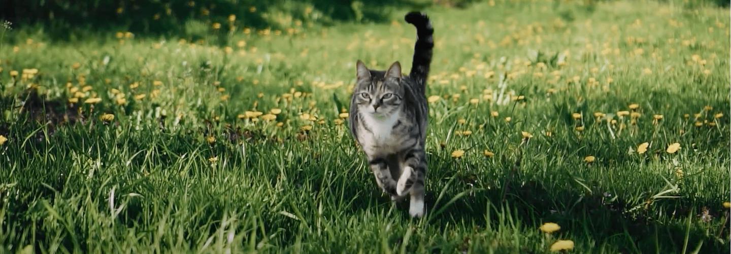 Gourmet Delight cover photo