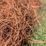 Allstar Landscaping - photo 10