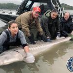 Kilby Lodge - Sturgeon and Salmon Adventures - photo 1