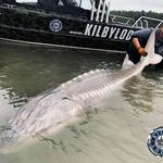 Kilby Lodge - Sturgeon and Salmon Adventures - photo 2