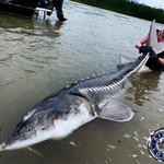 Kilby Lodge - Sturgeon and Salmon Adventures - photo 6