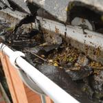 Downspout Cleaning Miami - photo 1