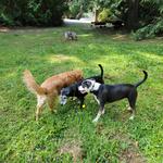 Doggy Woods Retreat - photo 2