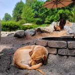 Doggy Woods Retreat - photo 4