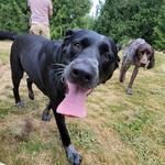 Doggy Woods Retreat - photo 5