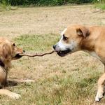 Doggy Woods Retreat - photo 6