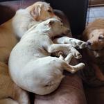 Doggy Woods Retreat - photo 7