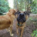 Doggy Woods Retreat - photo 8