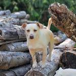 Doggy Woods Retreat - photo 10