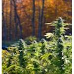 Sunday Drive Dispensary - photo 2