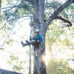 Heritage Tree Services - photo 2