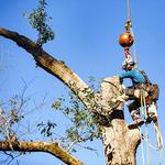 Heritage Tree Services - photo 3