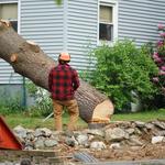 U & W Tree Surgery Ltd-Tree Surgeon Arborist - photo 1
