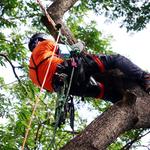 U & W Tree Surgery Ltd-Tree Surgeon Arborist - photo 2
