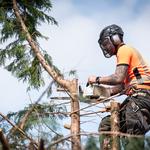 U & W Tree Surgery Ltd-Tree Surgeon Arborist - photo 3