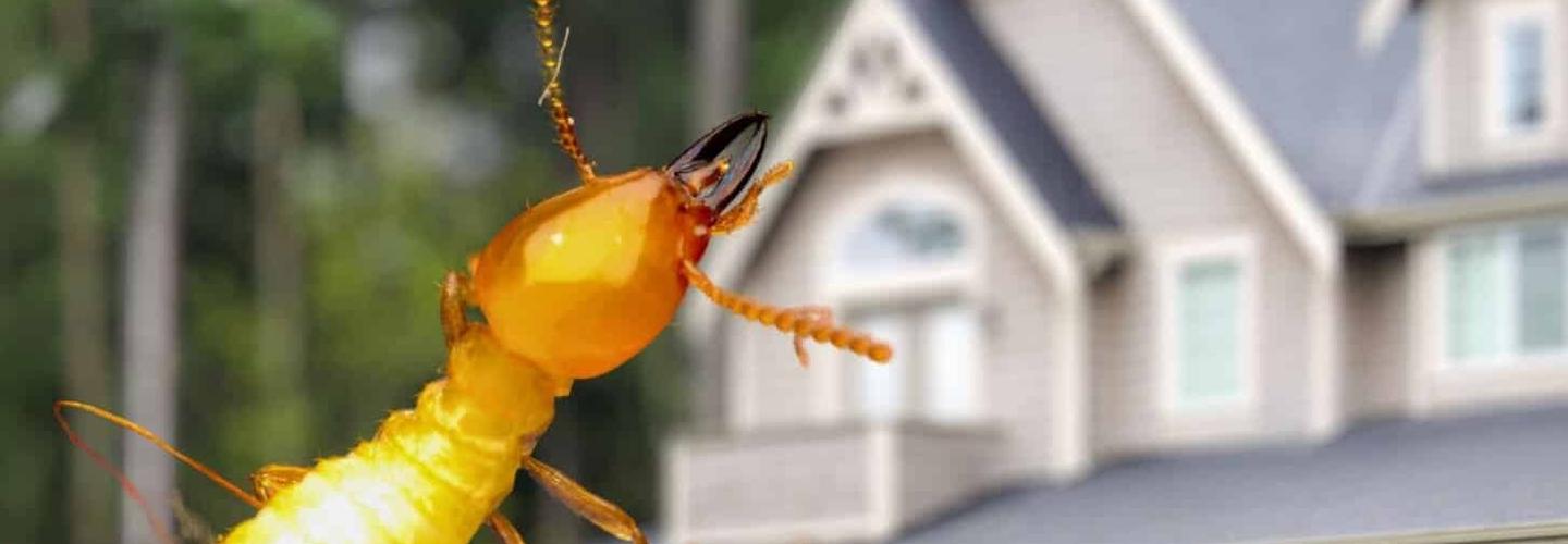 Local Pest Solutions cover photo