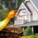 Local Pest Solutions - photo 5