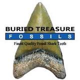 Buried Treasure Fossils - Pet Hydrotherapy in Richmond